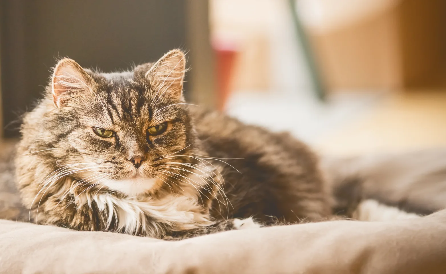 Older cat laying in cat bed